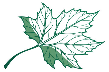 Green leaf illustration with veins