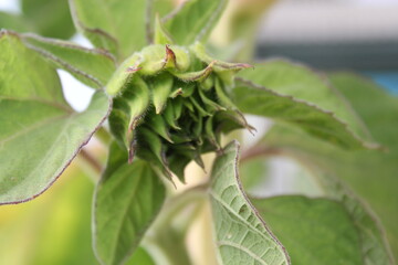  Sunflower bud