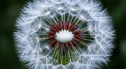 Delicate dandelion seed head close up creating a captivating natural pattern for botanical designs