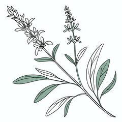 Naklejka premium Hand-drawn botanical vector illustration of a flowering sage plant. Minimalist line art of a medicinal herb for natural wellness and culinary concepts