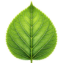 Obraz premium Green leaf veins