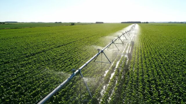 Aerial drone view of large green agricultural field with irrigation system spraying water on healthy crop under bright sunlight farming sprinkler