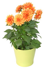 Dahlia orange en pot