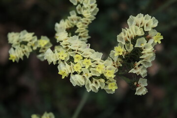 Limonium sinuatum