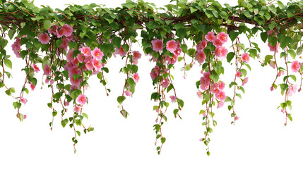 Hanging pink flower vines with green leaves isolated on white background.  © USAMA ASLAM