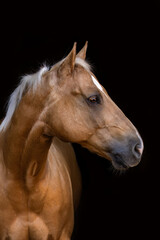 Fototapeta premium Side profile head black shot of a quarter horse with palomino coat