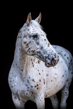 Elegant black shot head portrait of a knabstrupper horse gelding