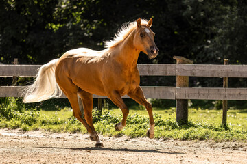 Palomino quarter horse gelding in motion on an outdoor riding arena with fence in the background