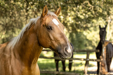 A palomino quarter horse gelding in a ranch setting with other horses blurred in the background
