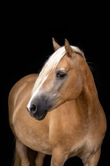 Elegant black shot portrait of an elderly haflinger horse mare