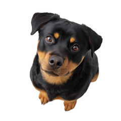 Obraz premium Cute Rottweiler Puppy with Playful Expression