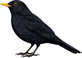 Fototapeta premium A detailed illustration of a blackbird with a bright yellow beak against a white background.