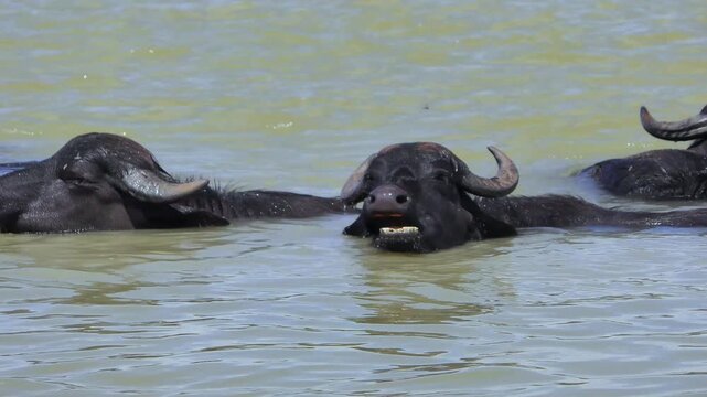 Slow camera pan across a herd of cud-chewing buffalo that are submerged in a body of water up to their eyes.
