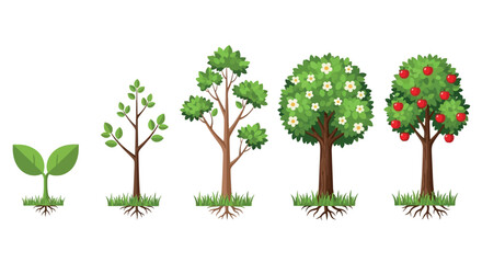 Stages of tree growth from seedling to fruit-bearing tree
