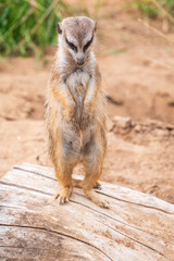 Fototapeta premium Meerkat, Suricata suricatta, on hind legs. Portrait of meerkat standing on hind legs with alert expression. Portrait of a funny meerkat sitting on its hind legs.