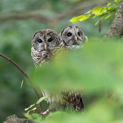 male and female barred owls sitting on a perch