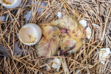 Newly hatched pigeons in the nest