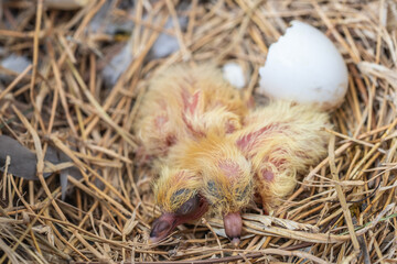 Newly hatched pigeons in the nest