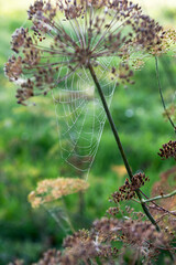 Spiderwebs in early morning in garden, autumn time, spiderwebs on dill plants, cobwebs, spiderwebs on nature background