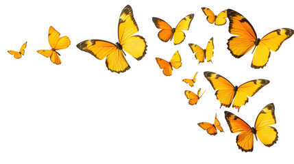 Fluttering Yellow Butterflies  isolated on a Transparent or white Background