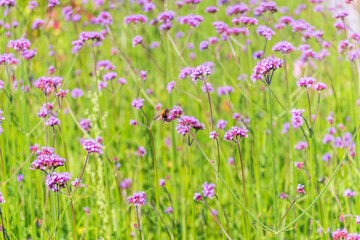 Obraz premium Verbena bonariensis flowers, Argentinian Vervain or Purpletop Vervain, Clustertop Vervain, Tall Verbena, Pretty Verbena, in garden