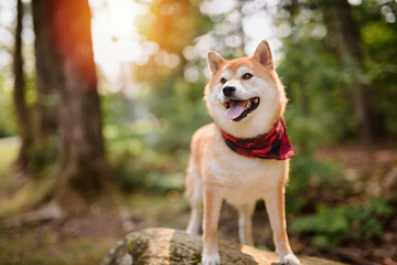 Beautiful japanese shiba inu dog on a forest