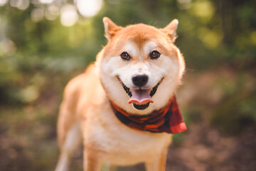 Beautiful japanese shiba inu dog on a forest