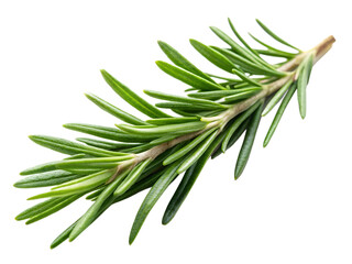 Fototapeta premium A single sprig of fresh rosemary isolated on transparent background