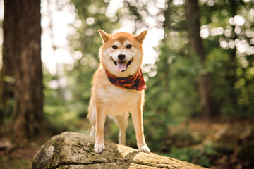 Beautiful japanese shiba inu dog on a forest