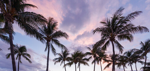 Silhouettes of palm trees during sunset in Miami
