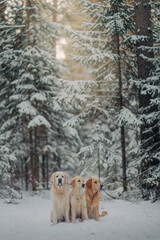 Cute golden Retriever puppy plays in the woods in winter