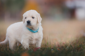 A little golden Retriever puppy walks in the park in autumn