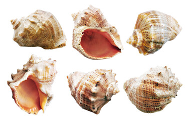 Varied Shell Mollusks Collection on White Background