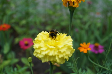 bee on flower