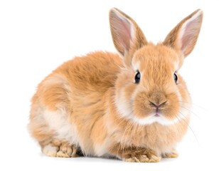 Obraz premium Charming close-up of a fluffy ginger rabbit isolated against white background