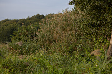 impassable overgrown grass near the lake, autumn landscape
