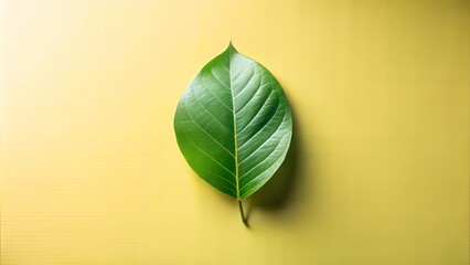 Obraz premium Green Leaf on a Bright Yellow Background nature plant.