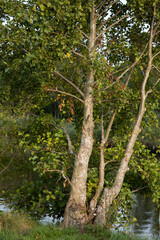 a wild apple tree grows right on the shore of the lake