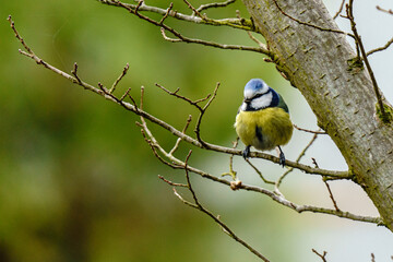sikora modraszka siedzi na gałęzi © Henryk Niestrój
