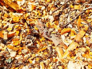 Busy ants foraging on wood chips in a sunny outdoor environment during daytime activities