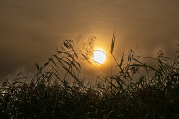 very beautiful photo with the sun and spikelets of grass, a picture of nature with the sun