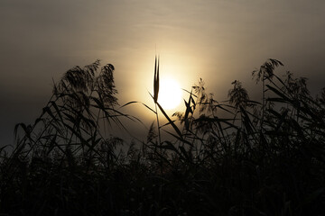 sunset in the field sunset through spikelets of tall grass and reeds