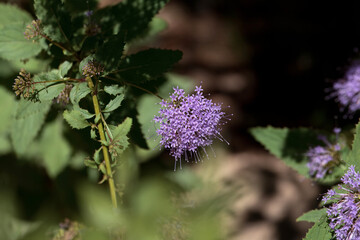 Blossoms of a blue throatwort, Trachelium caeruleum