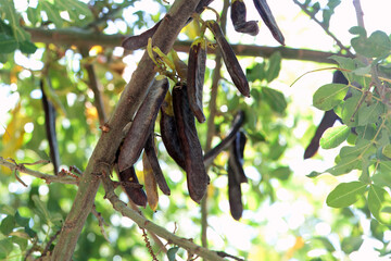 Fruits of an Carop tree, Ceratonia siliqua