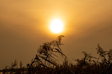 Obraz premium beautiful sunset picture, bright orange-brown sun illuminates spikelets of tall grass and reeds, autumn sky