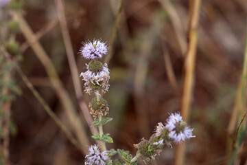 Inflorescence of a pennyroyal, Mentha pulegium