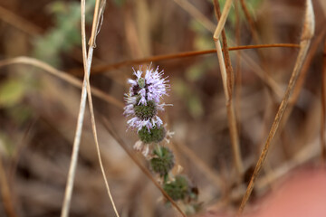 Inflorescence of a pennyroyal, Mentha pulegium