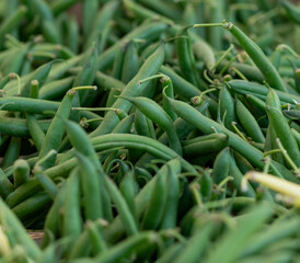 green beans in the garden
