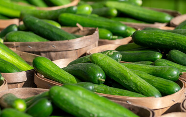 cucumbers in the market