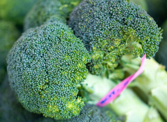 broccoli close up